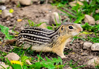 small striped mammal